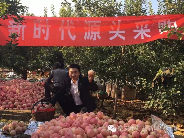 【五馬店產(chǎn)地直采】美味可口的沂源富士等您選！