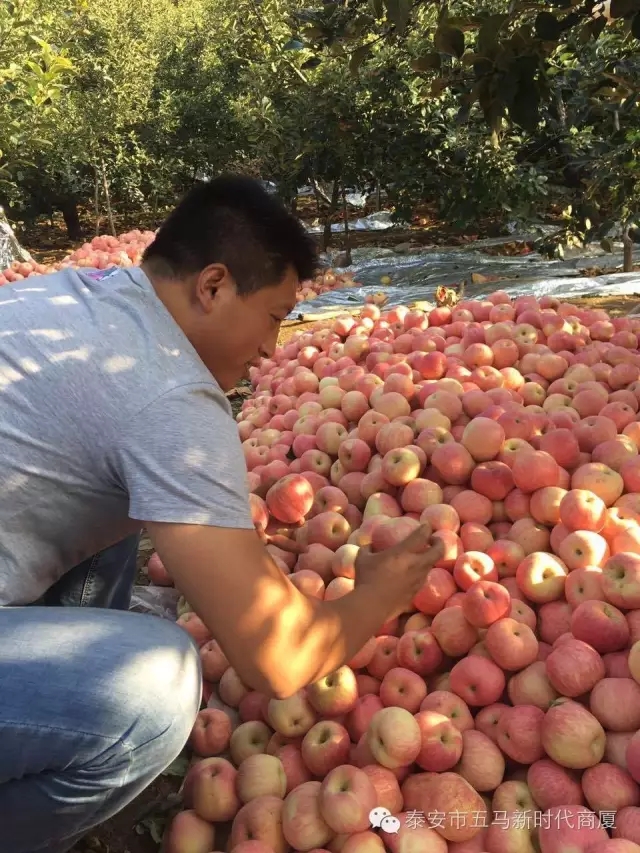【五馬店產(chǎn)地直采】美味可口的沂源富士等您選！