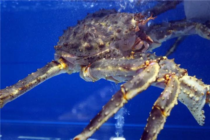 【時(shí)代儒商】膠東碼頭海鮮城淮揚(yáng)菜、魯菜、海鮮超多美味！滿(mǎn)足您的味蕾~~